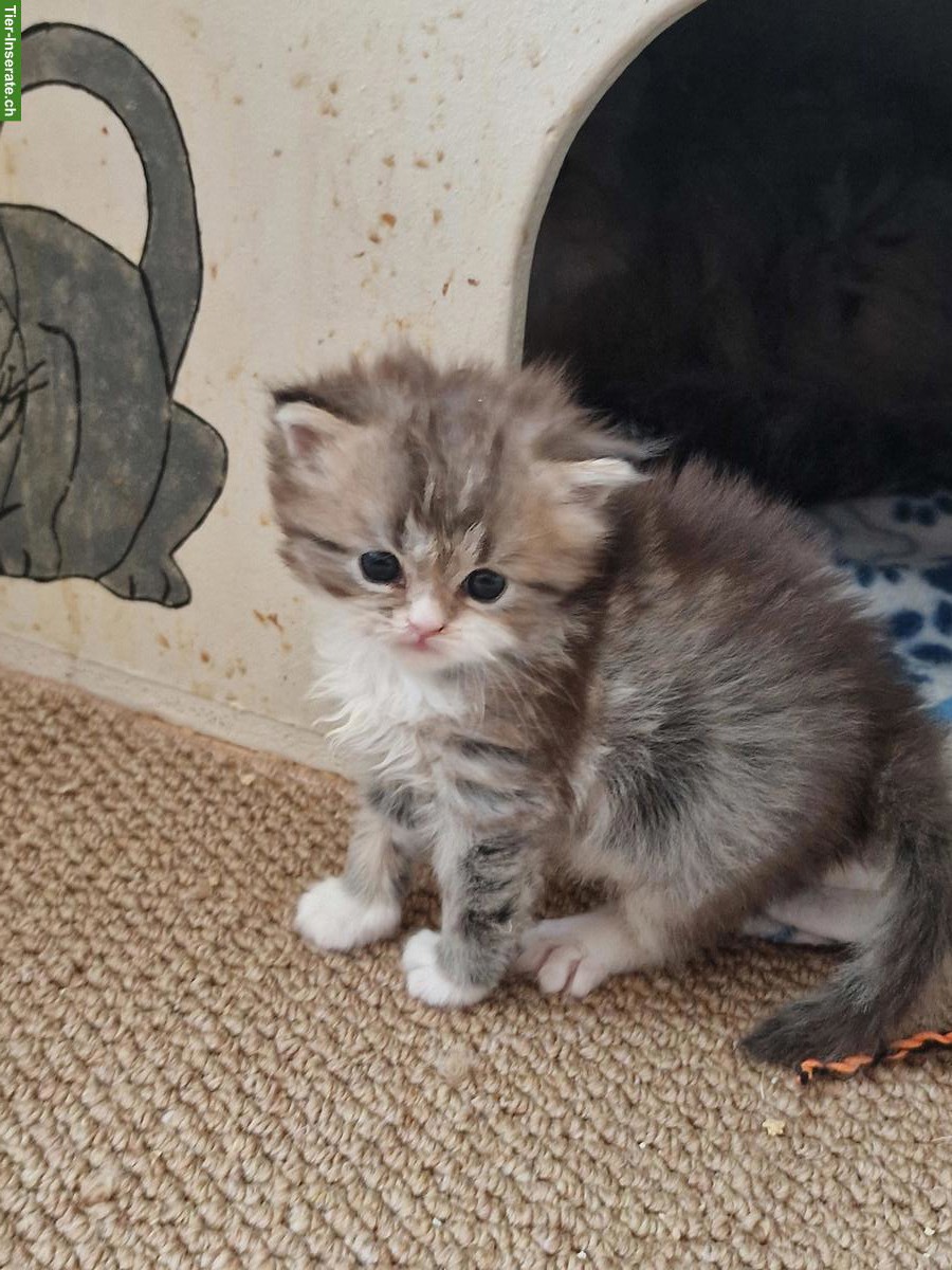 Bild 4: Perser Kitten Weibchen, Wohnungskatze, keine Einzelhaltung