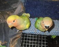 Agaporniden, grün & gelbgrün, aus Handaufzucht