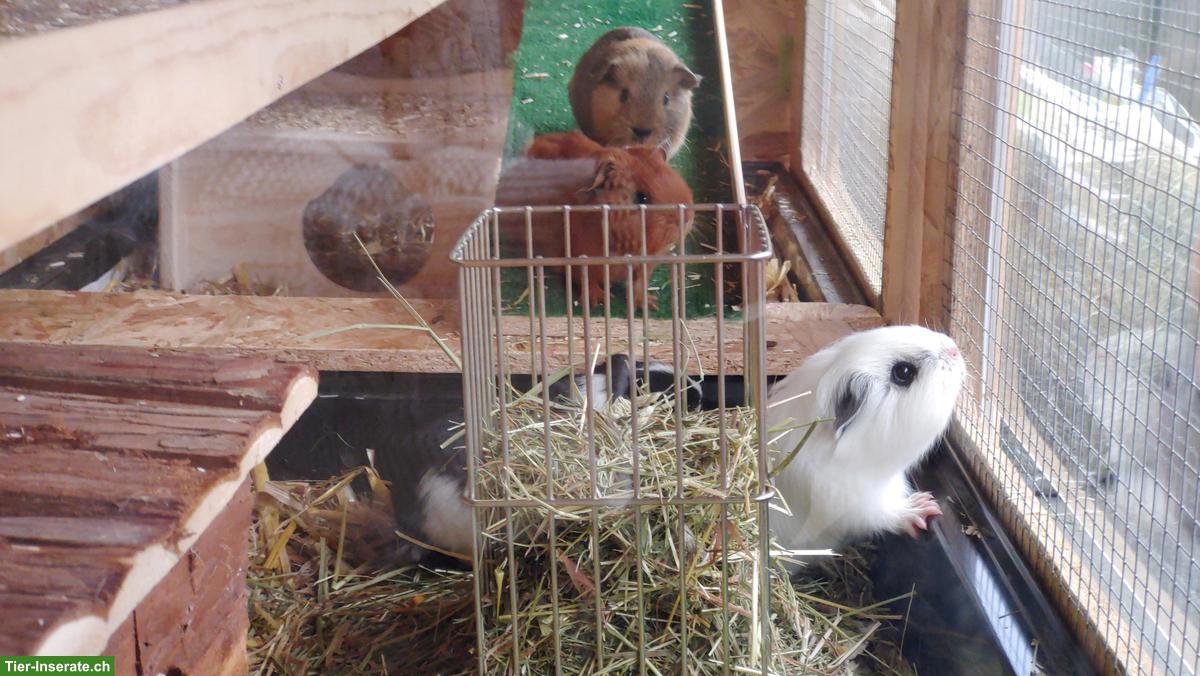 Bild 9: Meerschweinchen- oder Kaninchenstall, mehrstöckig