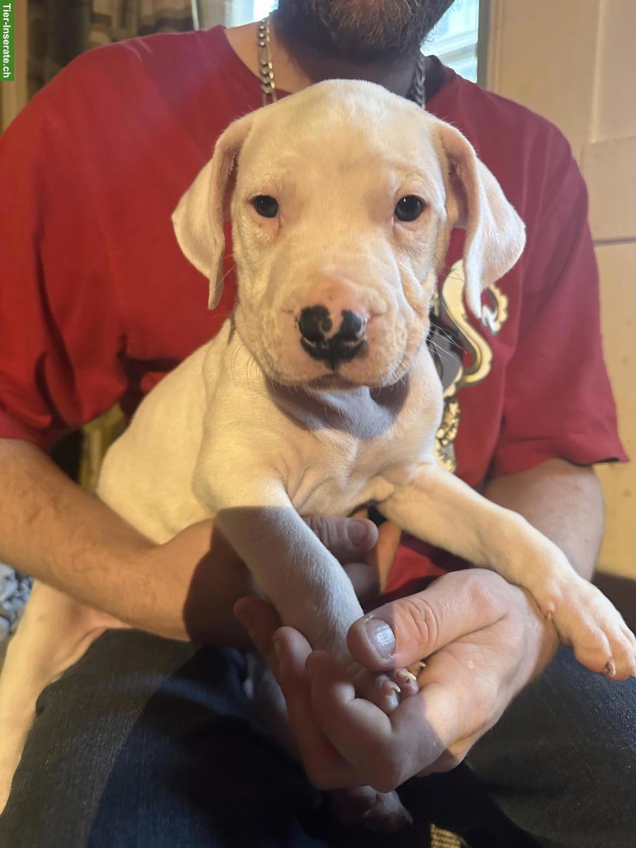 Dogo Argentino Welpen suchen ein liebes Zuhause