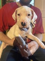 Dogo Argentino Welpen suchen ein liebes Zuhause