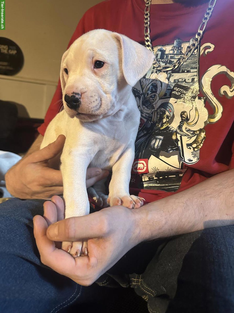 Bild 2: Dogo Argentino Welpen suchen ein liebes Zuhause