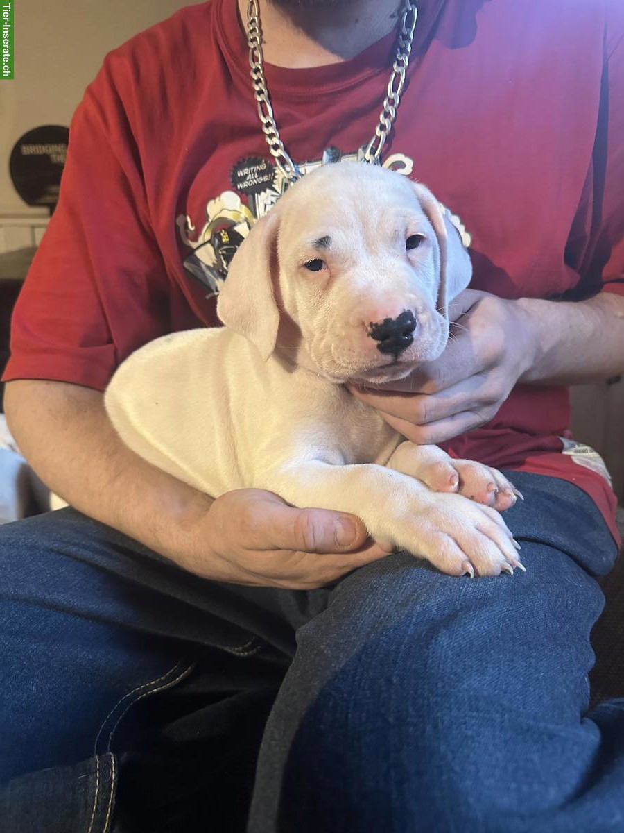 Bild 3: Dogo Argentino Welpen suchen ein liebes Zuhause