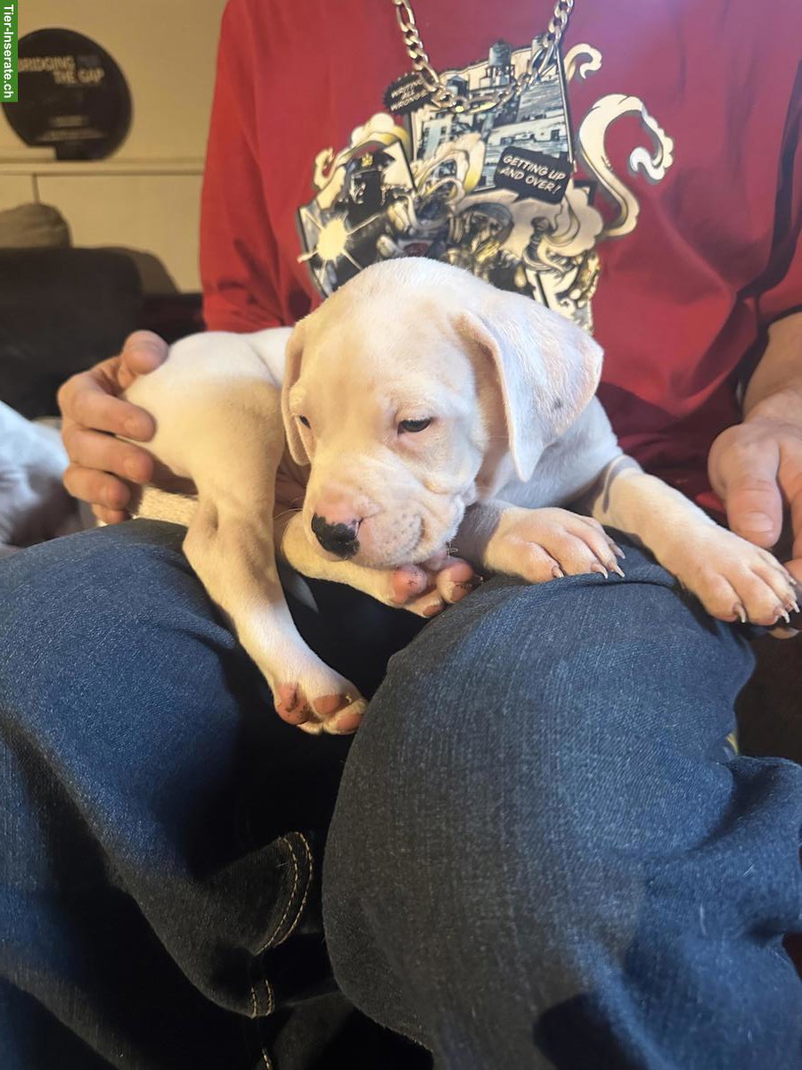 Bild 4: Dogo Argentino Welpen suchen ein liebes Zuhause