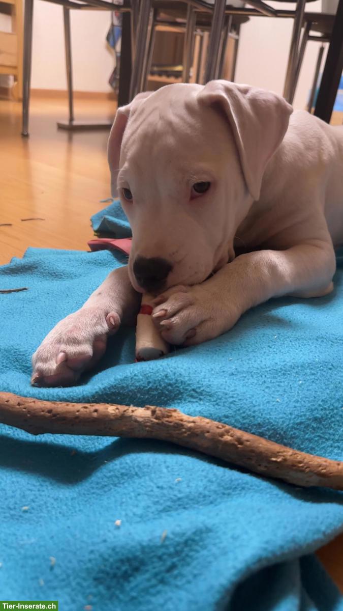 Bild 5: Dogo Argentino Welpe sucht liebes Zuhause