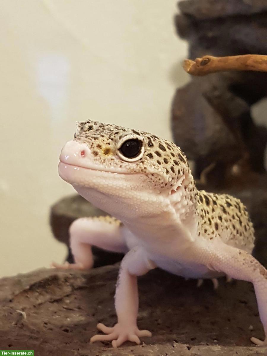 Leopardgeckos Mack Snow, Super Mack Snow