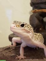 Leopardgeckos Mack Snow, Super Mack Snow