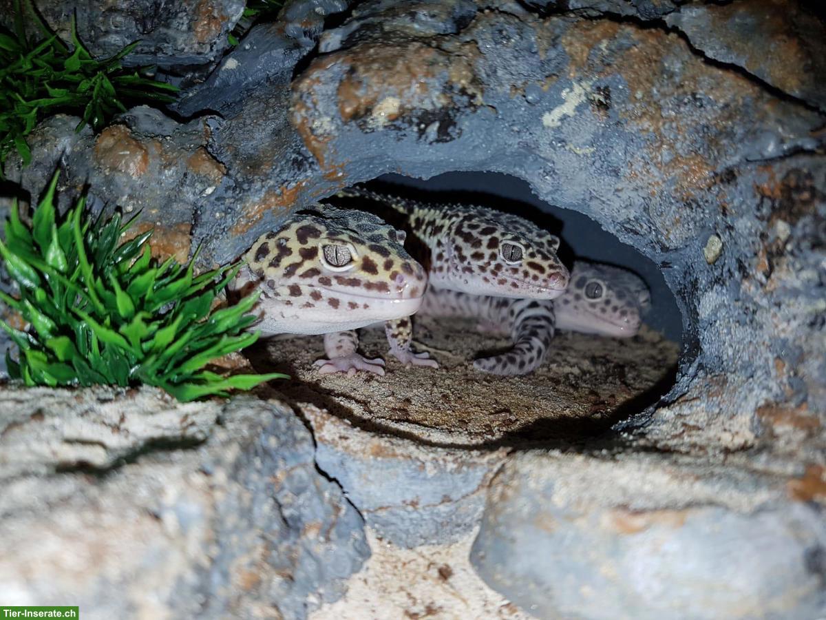 Bild 3: Leopardgeckos Mack Snow, Super Mack Snow