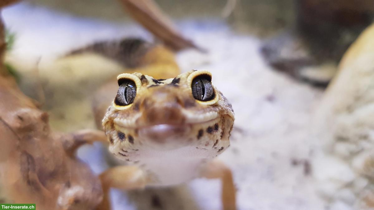 Bild 4: Leopardgeckos Mack Snow, Super Mack Snow