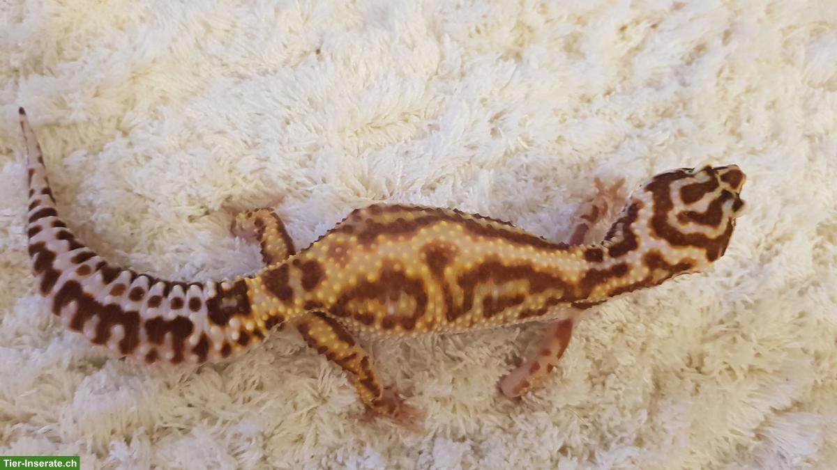 Bild 5: Leopardgeckos Mack Snow, Super Mack Snow