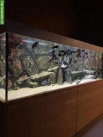 Grosses Aquarium 720L mit Tropheus-Barschen