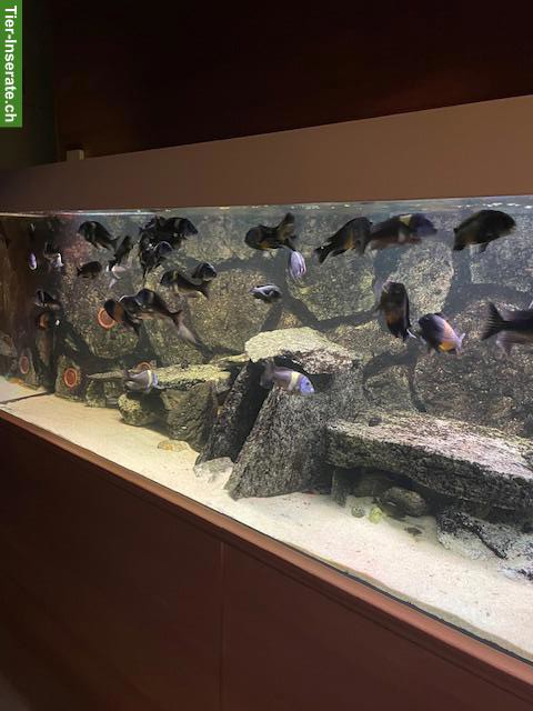 Bild 2: Grosses Aquarium 720L mit Tropheus-Barschen