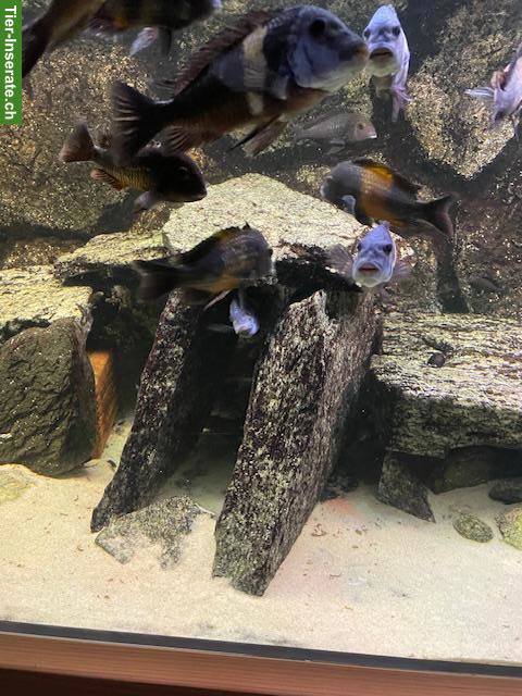 Bild 3: Grosses Aquarium 720L mit Tropheus-Barschen
