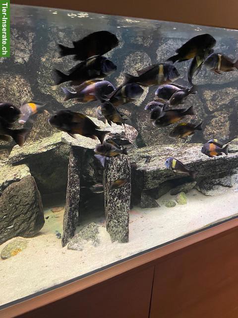 Bild 4: Grosses Aquarium 720L mit Tropheus-Barschen