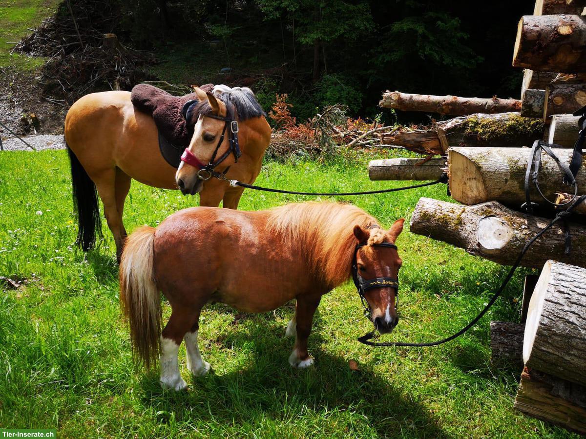 Ponybeteiligung für Mini-Shetty und Kleinpferdstute, Steinhuserberg