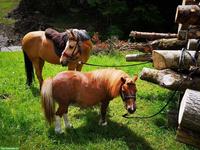 Ponybeteiligung für Mini-Shetty und Kleinpferdstute, Steinhuserberg