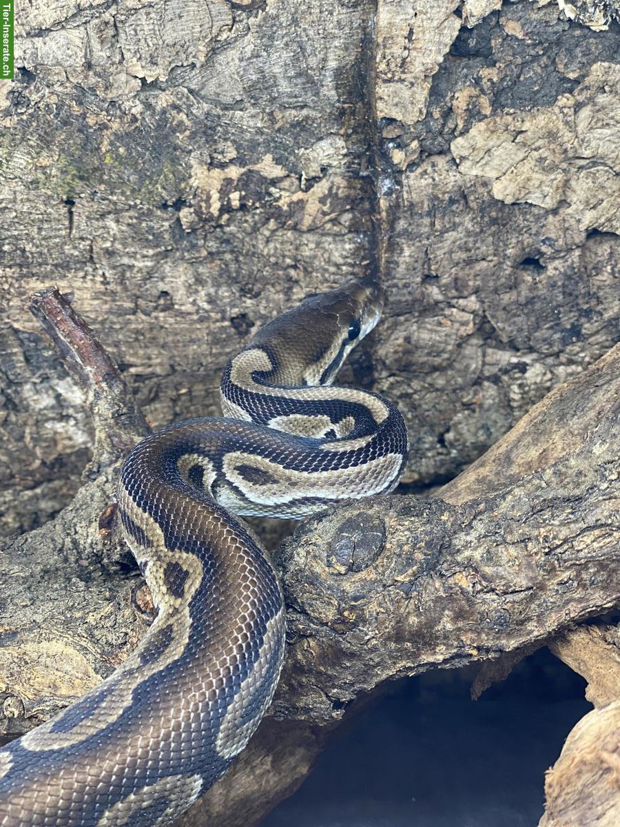 Königspython inklusive Terrarium-Komplettset