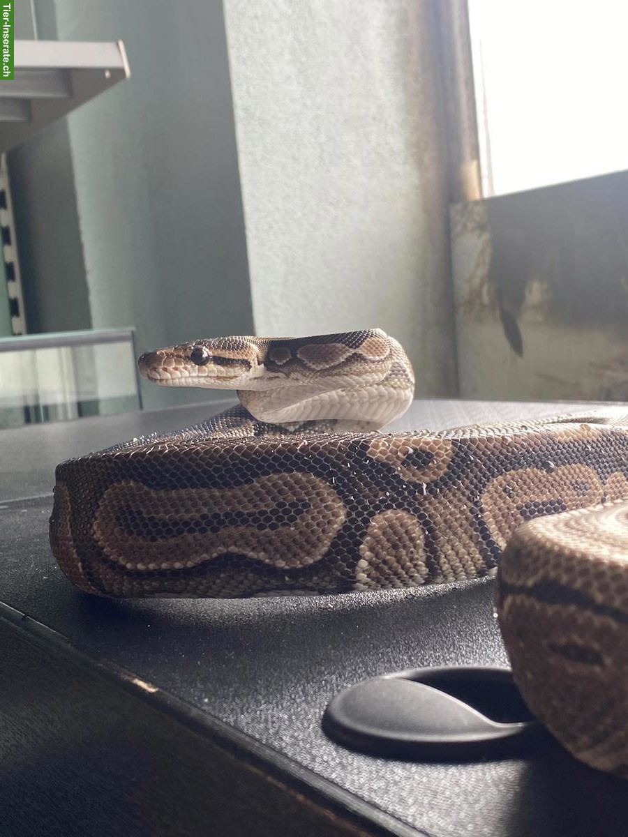 Bild 2: Königspython inklusive Terrarium-Komplettset