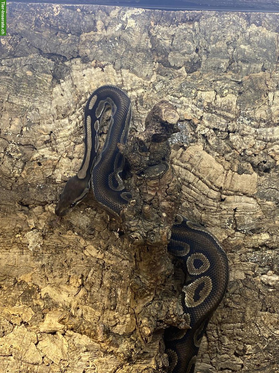 Bild 3: Königspython inklusive Terrarium-Komplettset