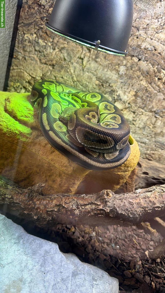 Bild 4: Königspython inklusive Terrarium-Komplettset