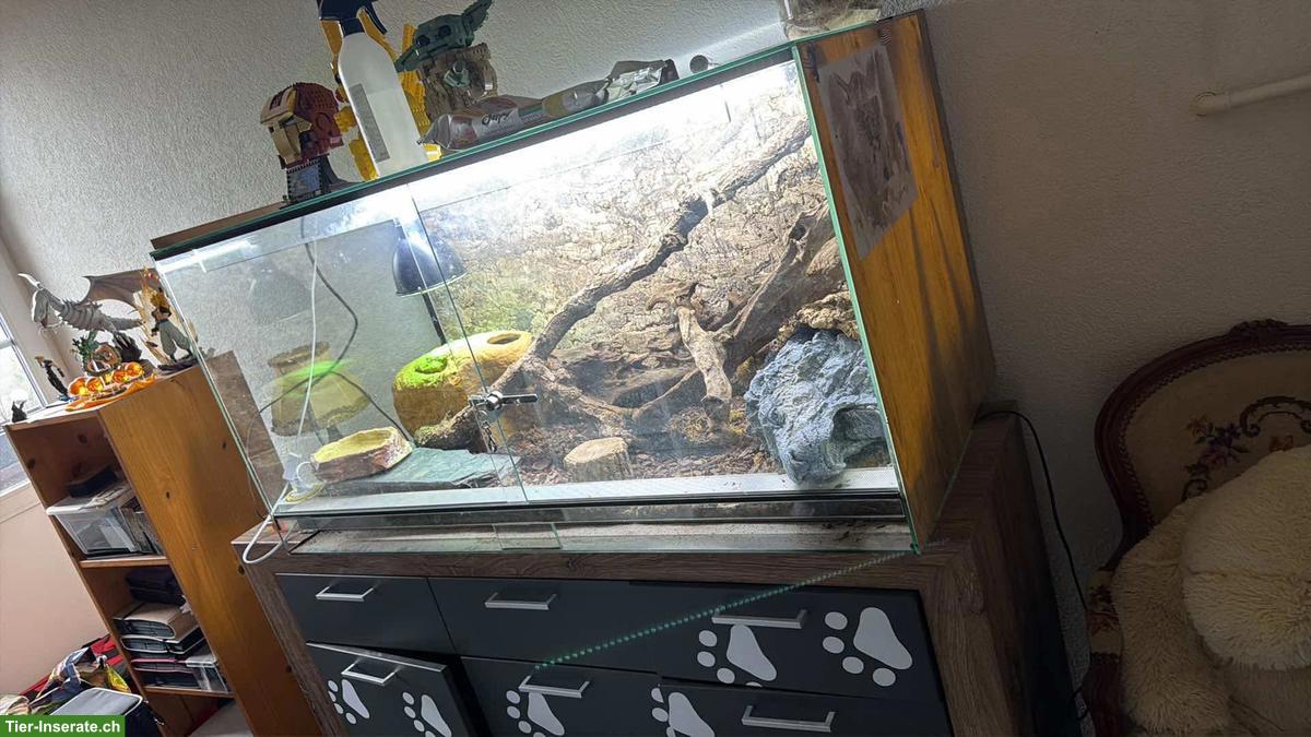 Bild 5: Königspython inklusive Terrarium-Komplettset