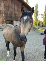 Reitbeteiligung in Benglen für Reitpony-Wallach