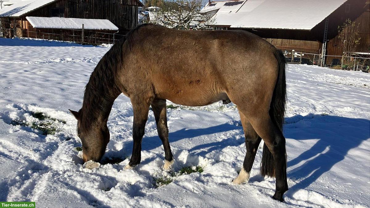 Bild 2: Reitbeteiligung in Benglen für Reitpony-Wallach