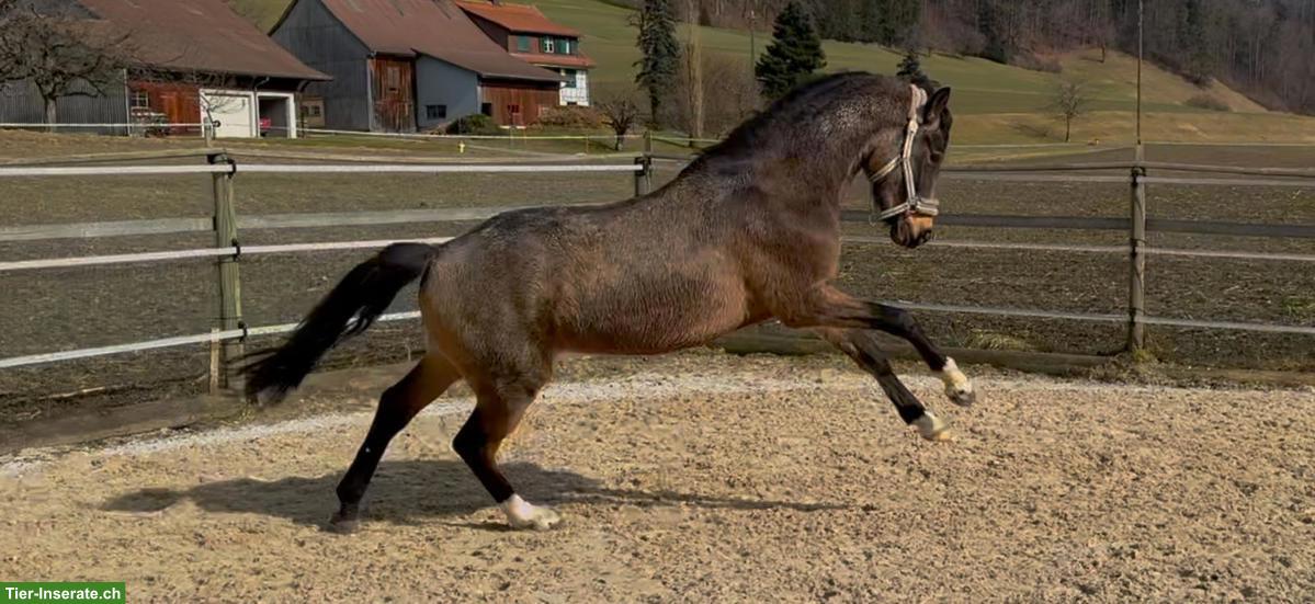 Bild 3: Reitbeteiligung in Benglen für Reitpony-Wallach