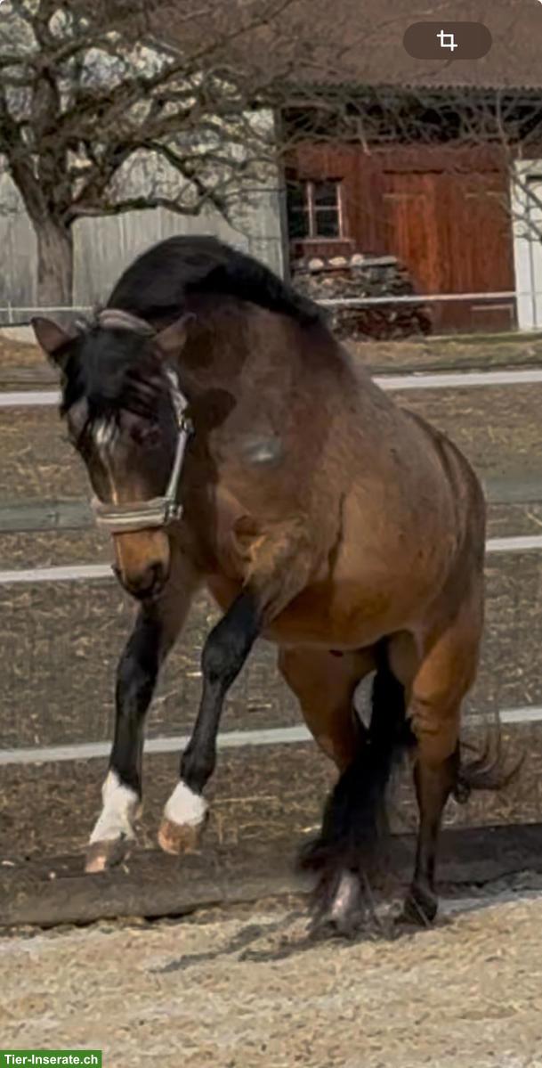 Bild 4: Reitbeteiligung in Benglen für Reitpony-Wallach