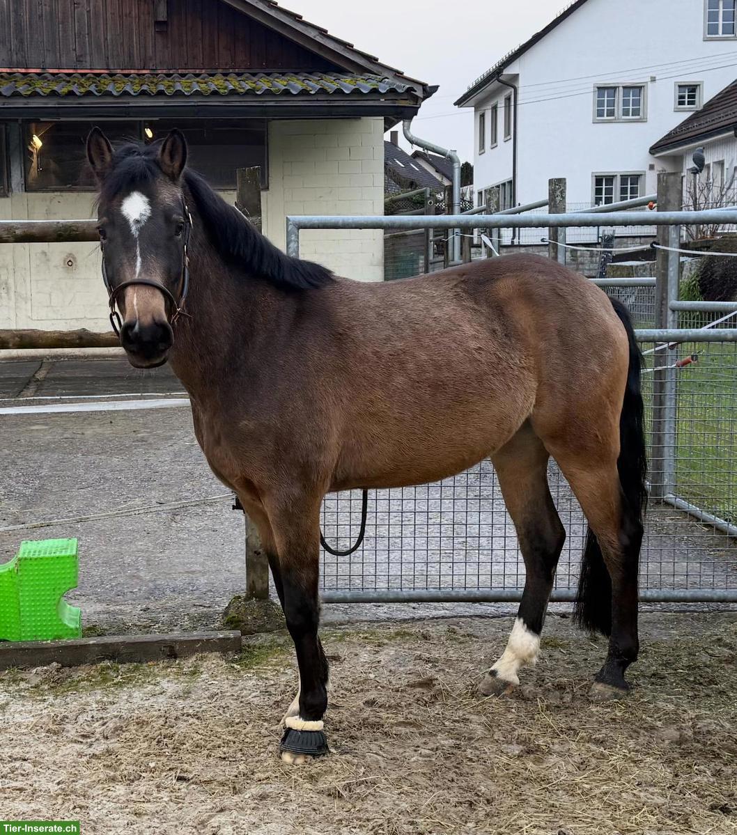 Bild 5: Reitbeteiligung in Benglen für Reitpony-Wallach