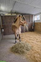 Fjord-Wallach 7-jährig zu verkaufen