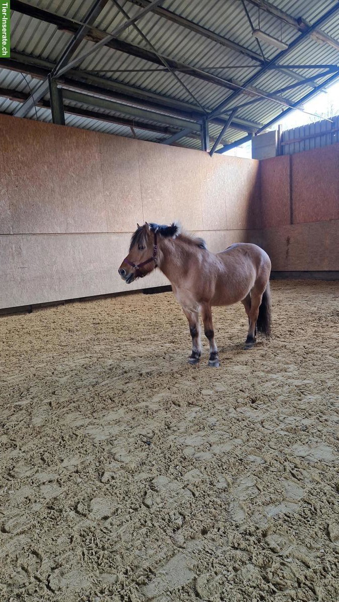 Bild 2: Fjord-Wallach 7-jährig zu verkaufen