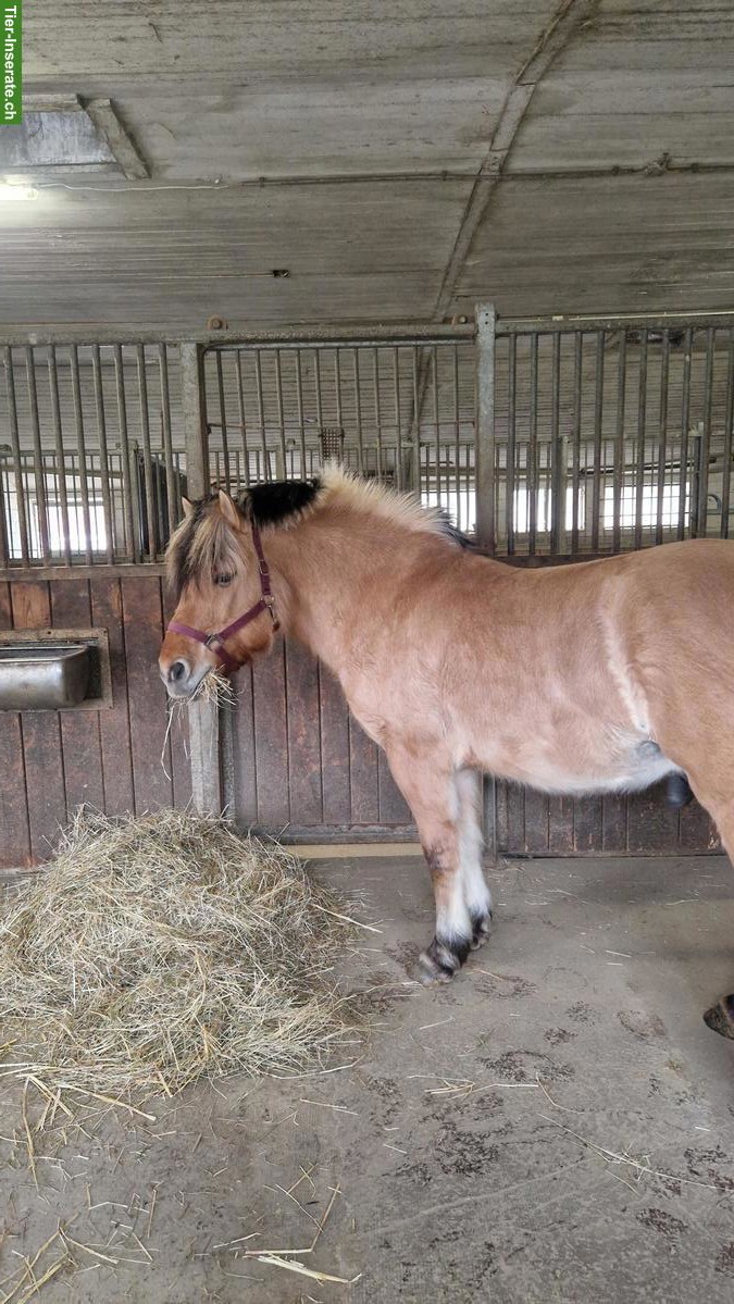 Bild 3: Fjord-Wallach 7-jährig zu verkaufen