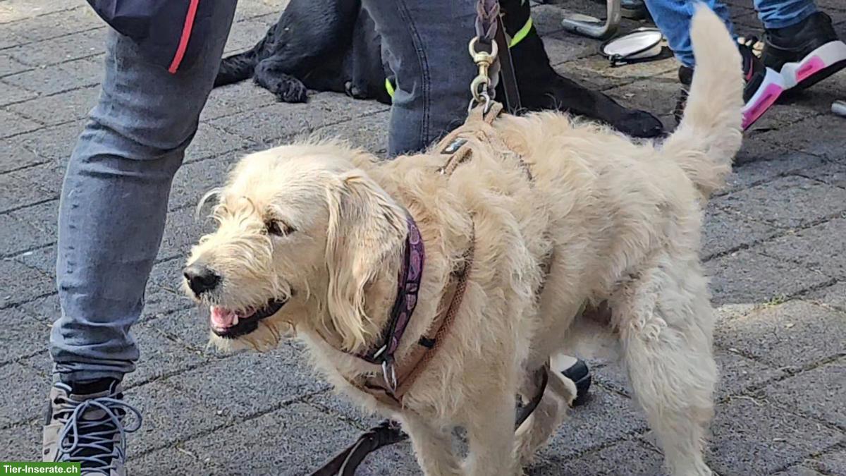 Labrador Welpen Wurfankündigung