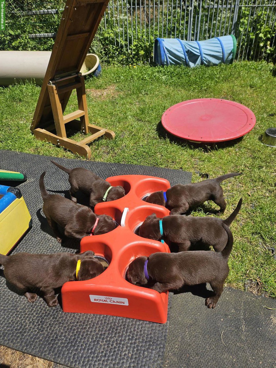 Bild 10: Labrador Welpen dunkelbraun Mädchen mit Ahnentafel