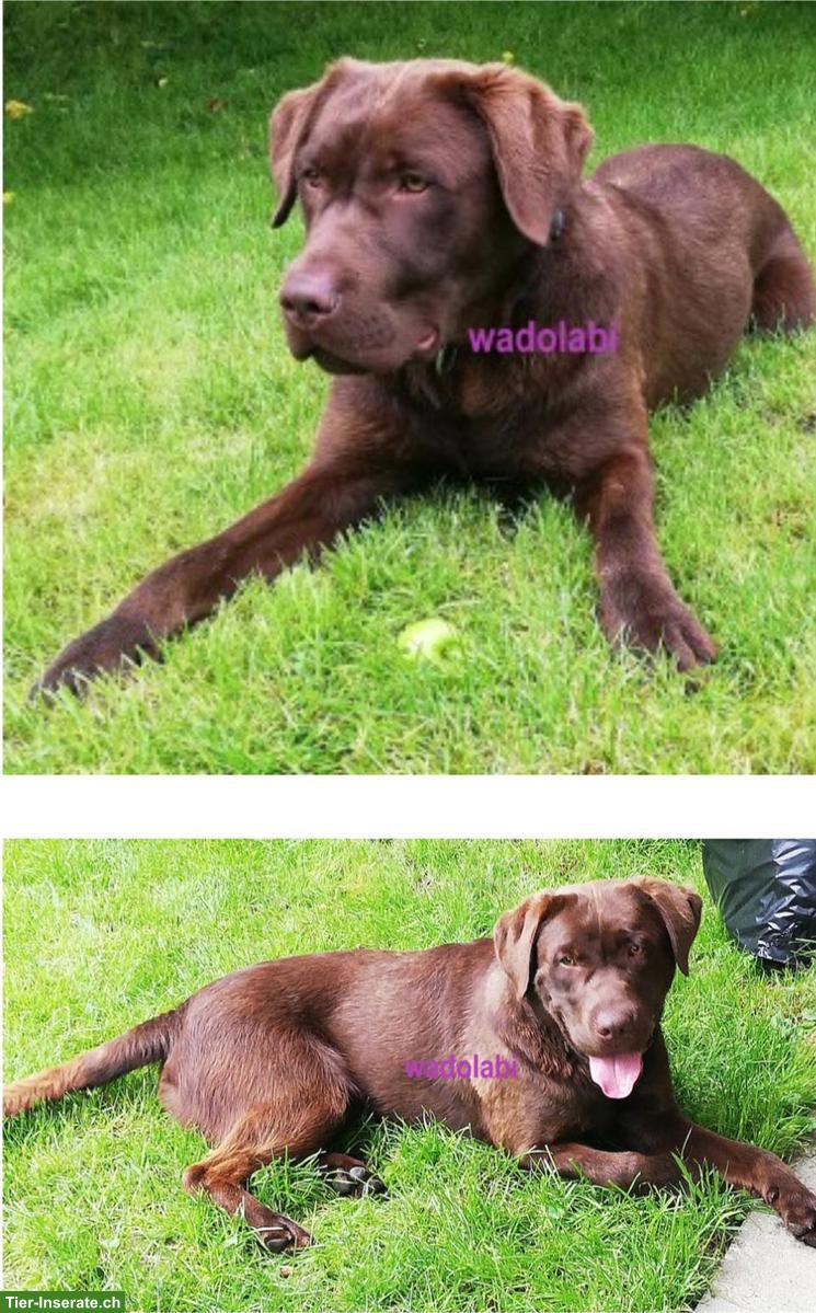 Bild 3: Labrador Welpen Wurfankündigung