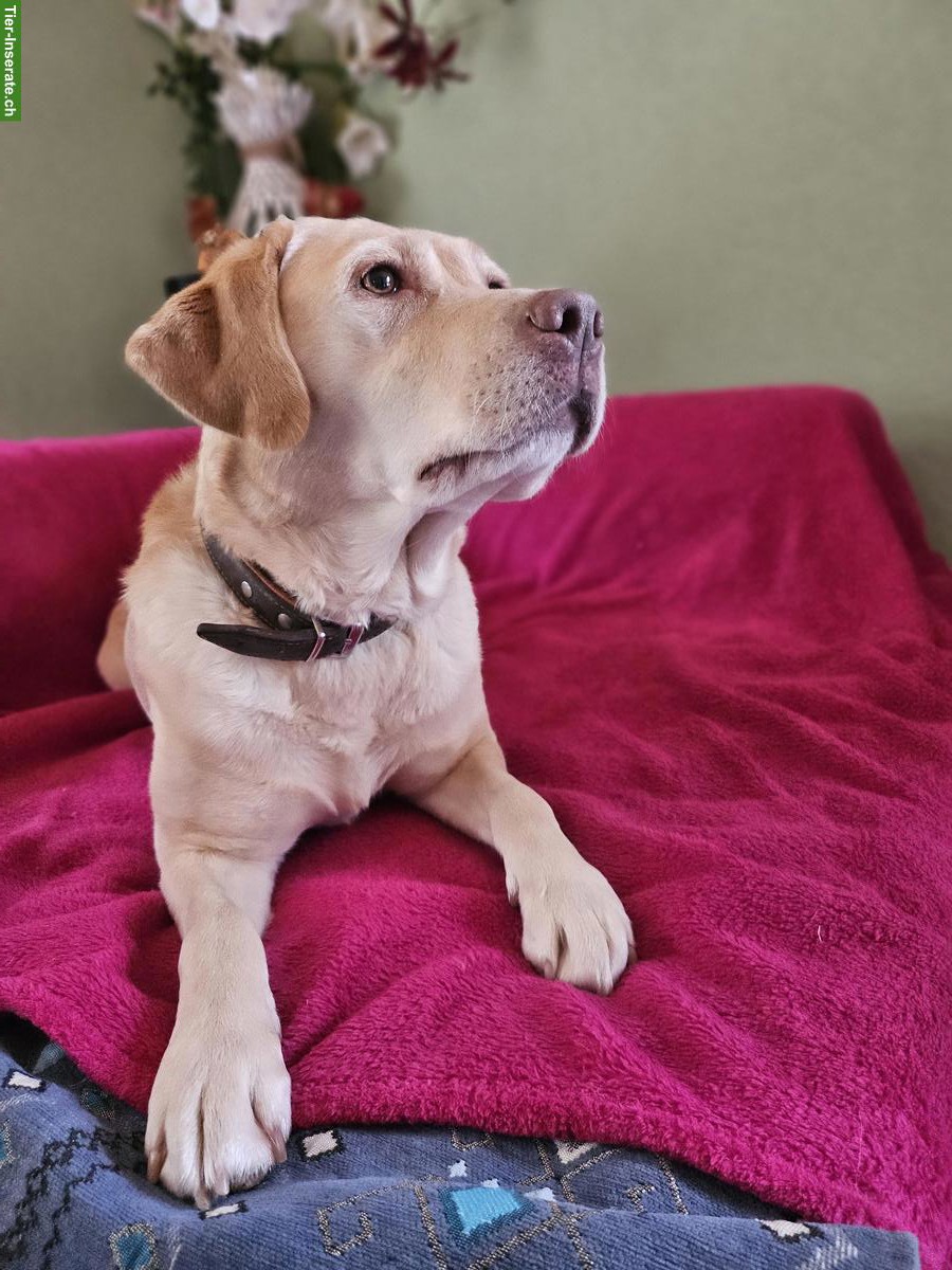 Bild 4: Labrador Welpen Wurfankündigung