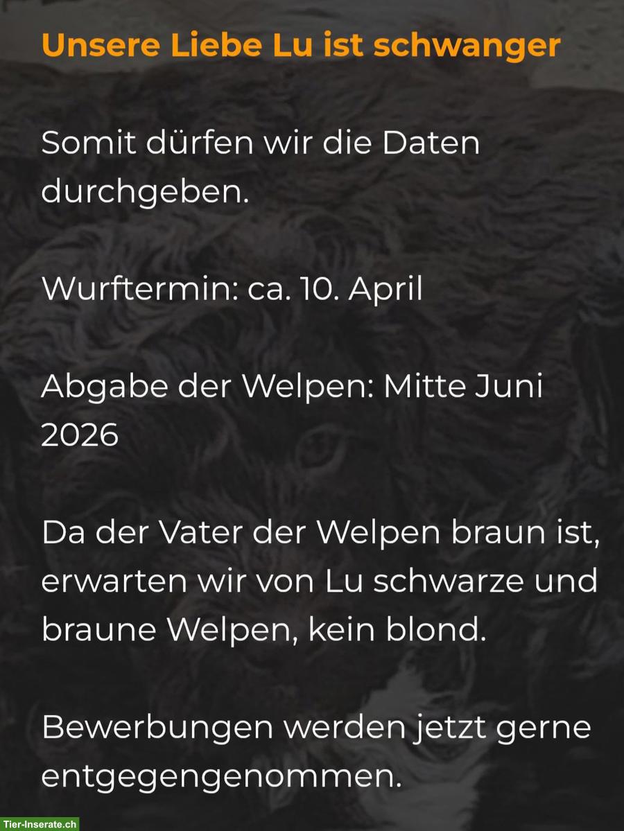 Bild 5: Labrador Welpen Wurfankündigung