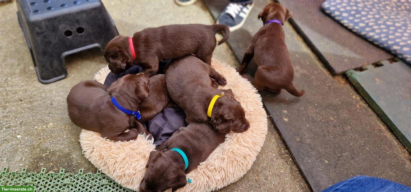 Bild 6: Labrador Welpen dunkelbraun Mädchen mit Ahnentafel