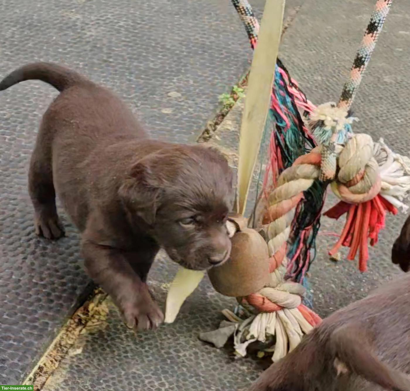 Bild 7: Labrador Welpen dunkelbraun Mädchen mit Ahnentafel