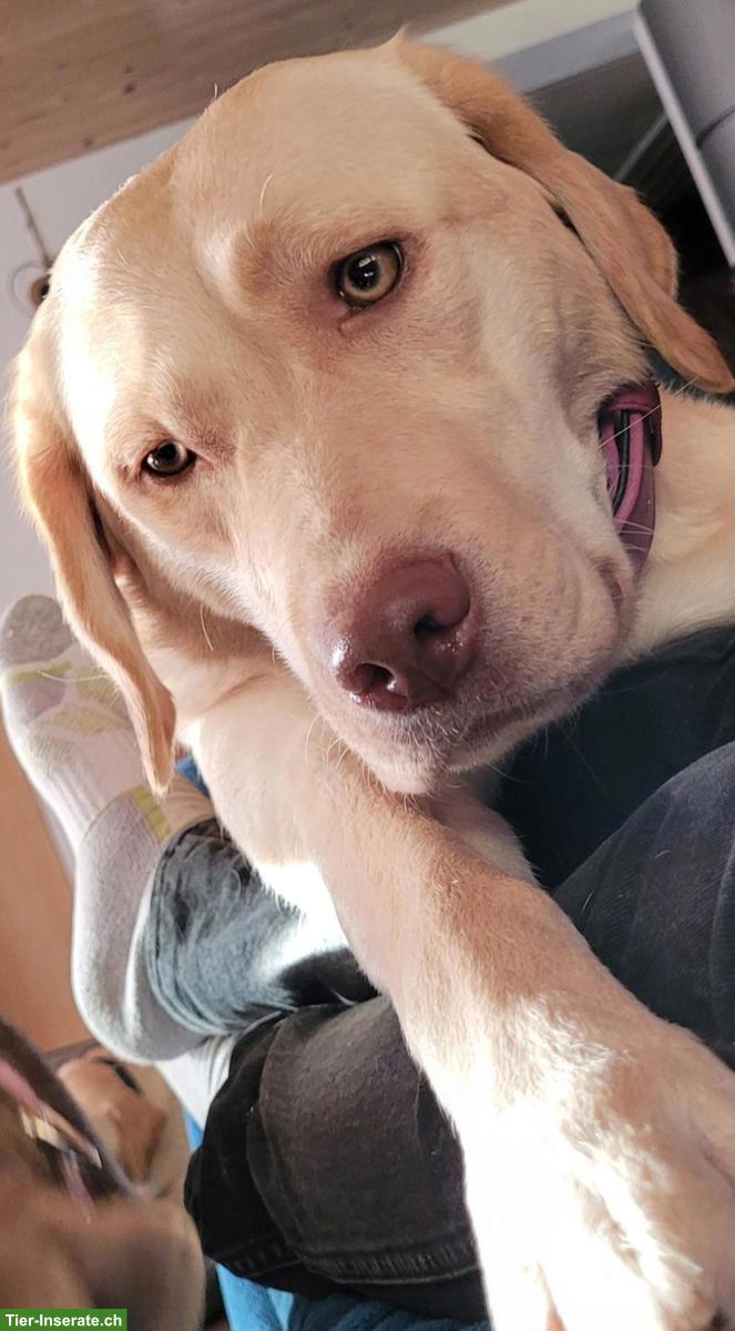 Bild 8: Labrador Welpen dunkelbraun Mädchen mit Ahnentafel