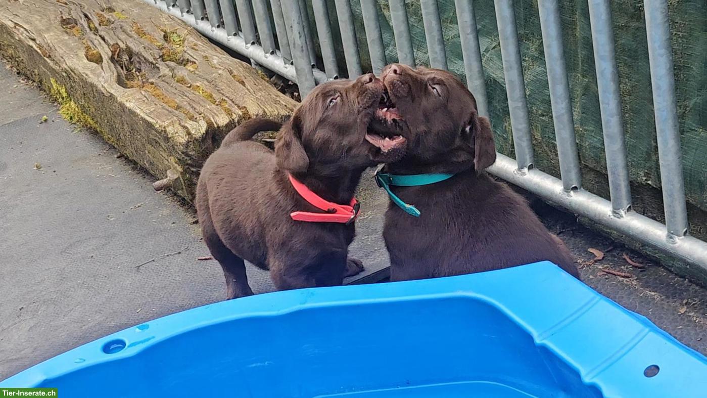 Bild 9: Labrador Welpen dunkelbraun Mädchen mit Ahnentafel