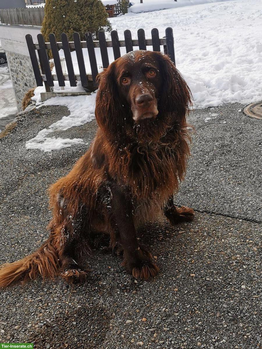 Deutsch-Langhaar Rüde sucht dringend seinen Herzensplatz