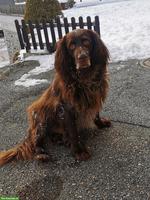 Deutsch-Langhaar Rüde sucht dringend seinen Herzensplatz