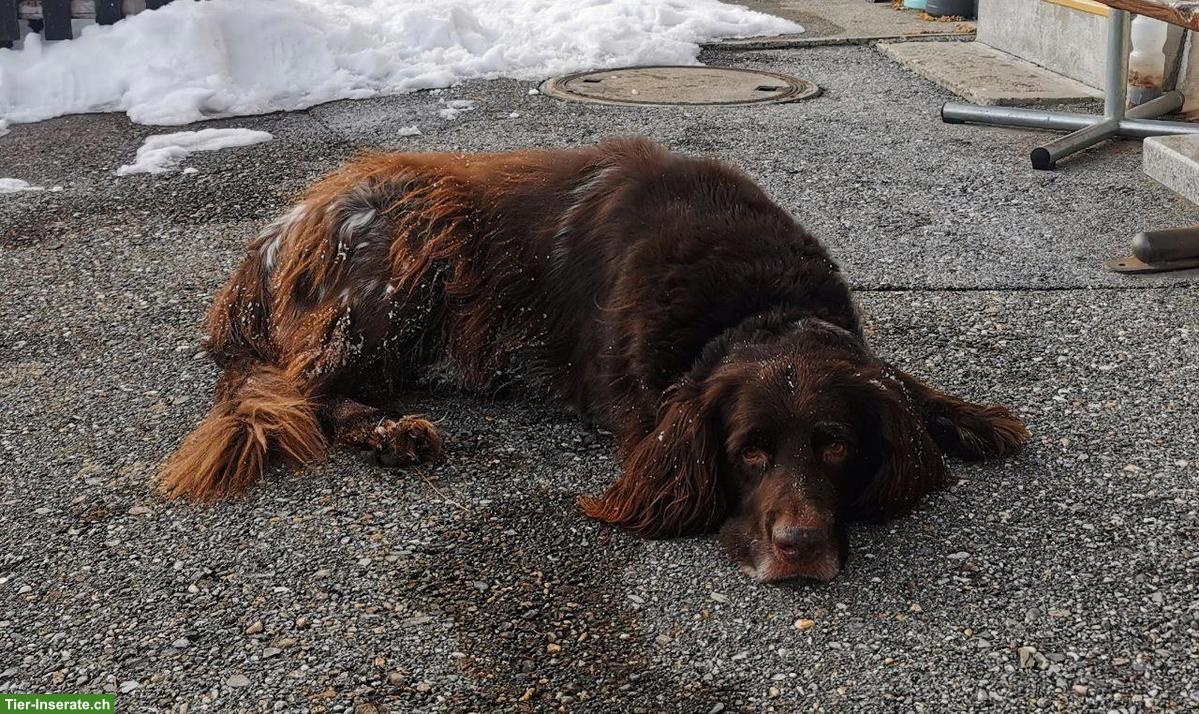 Bild 2: Deutsch-Langhaar Rüde sucht dringend seinen Herzensplatz
