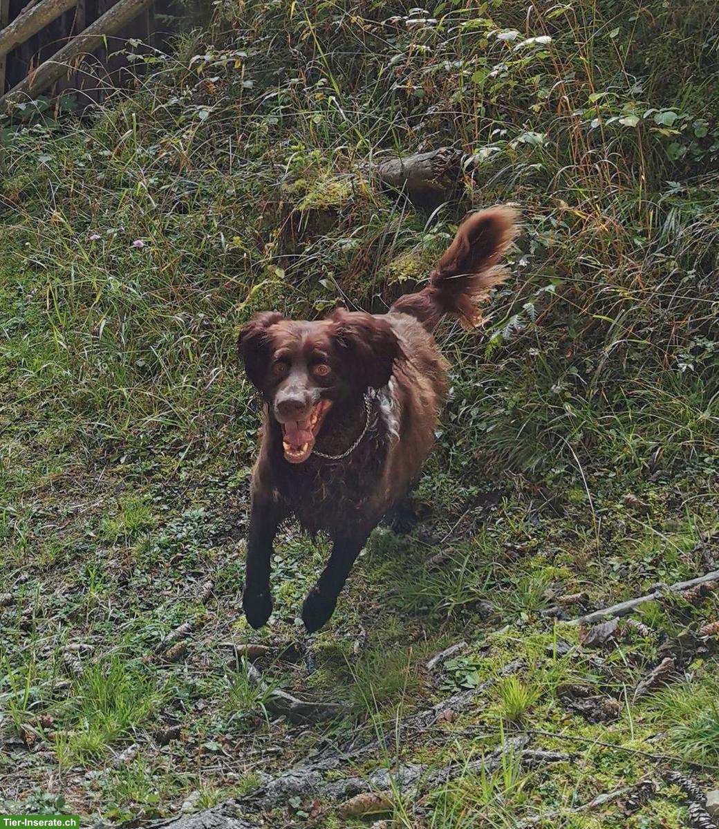Bild 3: Deutsch-Langhaar Rüde sucht dringend seinen Herzensplatz