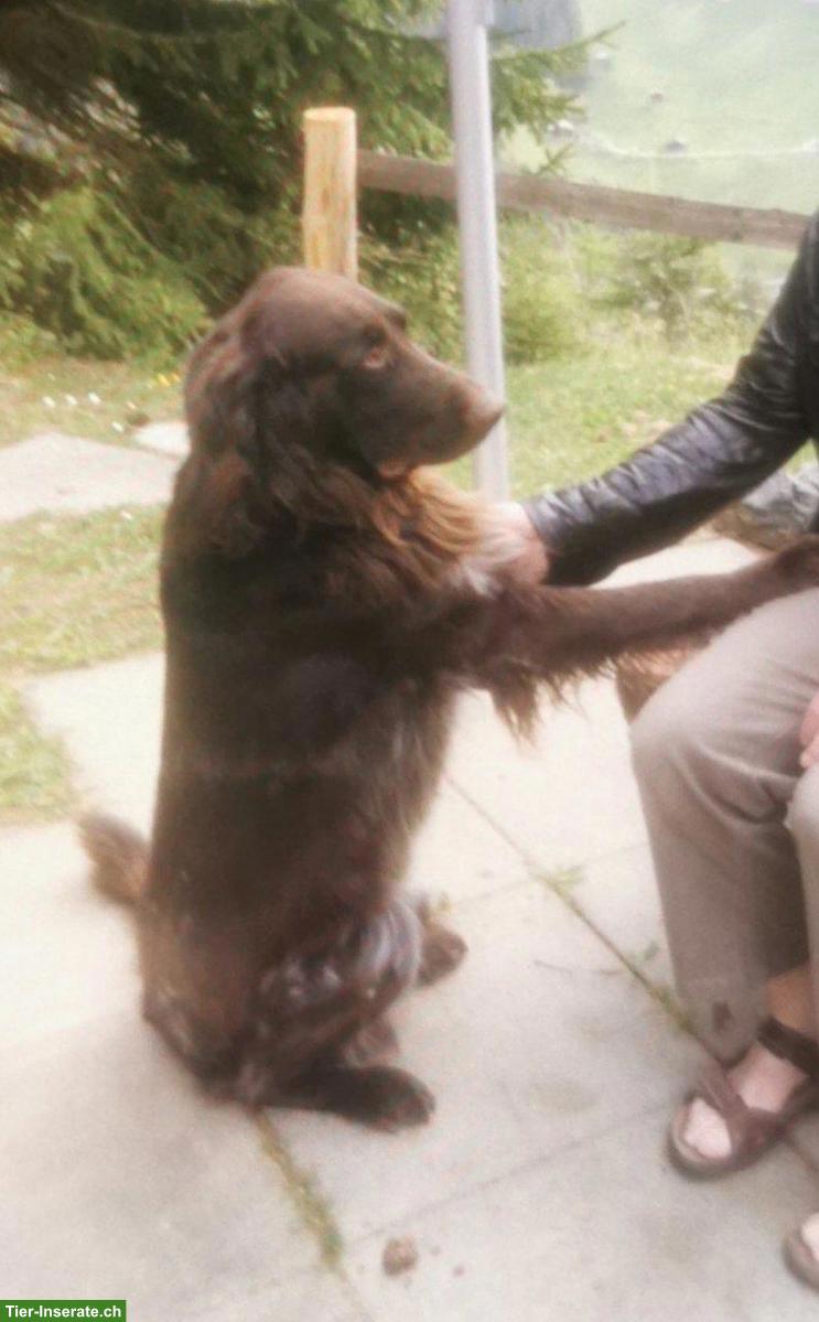 Bild 4: Deutsch-Langhaar Rüde sucht dringend seinen Herzensplatz