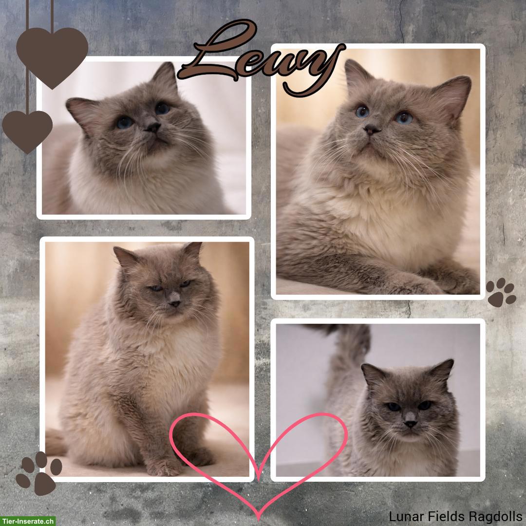 Ragdoll Deckkater Blue Point mit Stammbaum, getestet