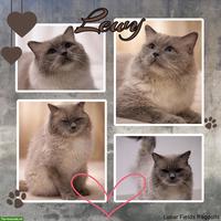 Ragdoll Deckkater Blue Point mit Stammbaum, getestet