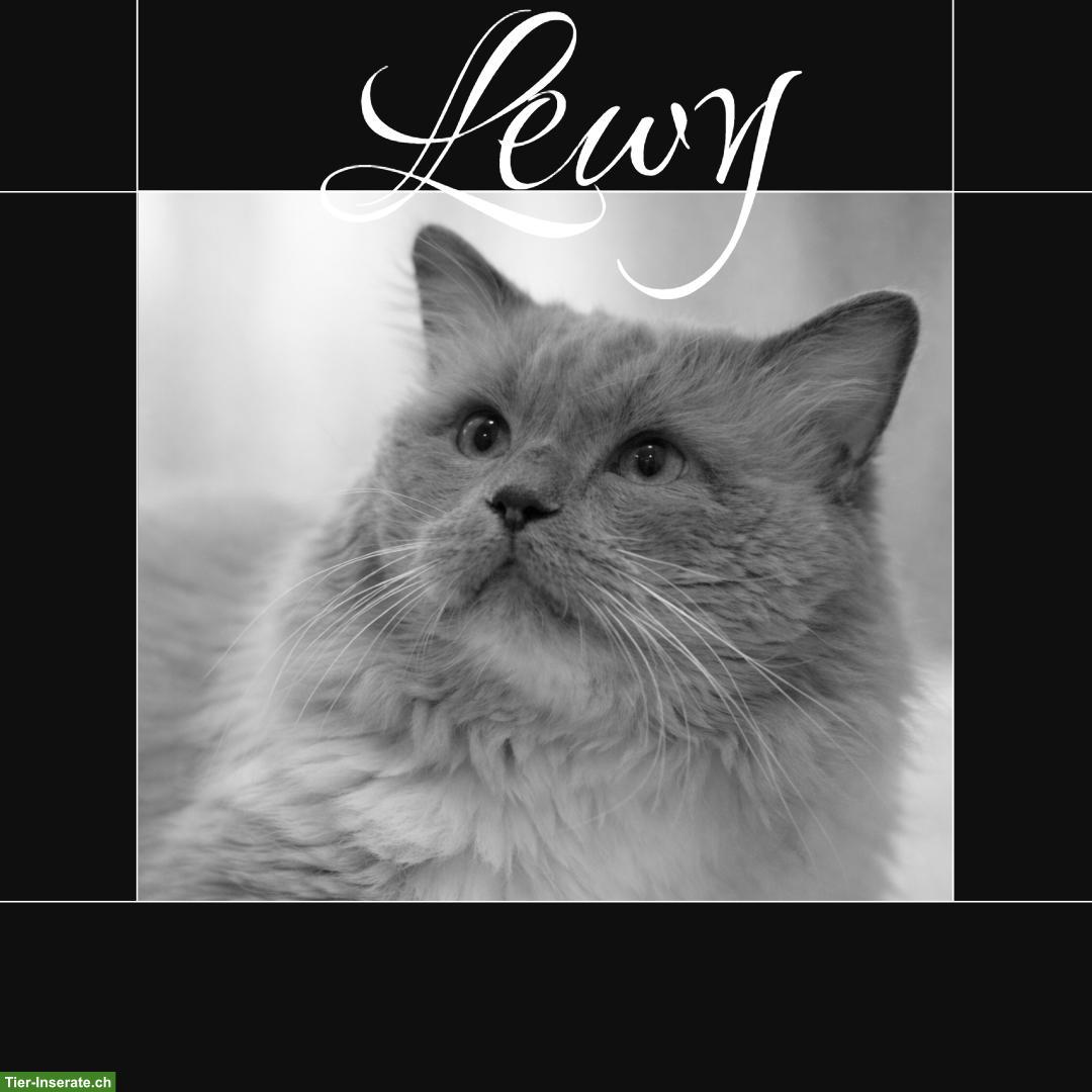 Bild 2: Ragdoll Deckkater Blue Point mit Stammbaum, getestet